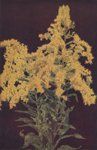 Canada Golden-Rod